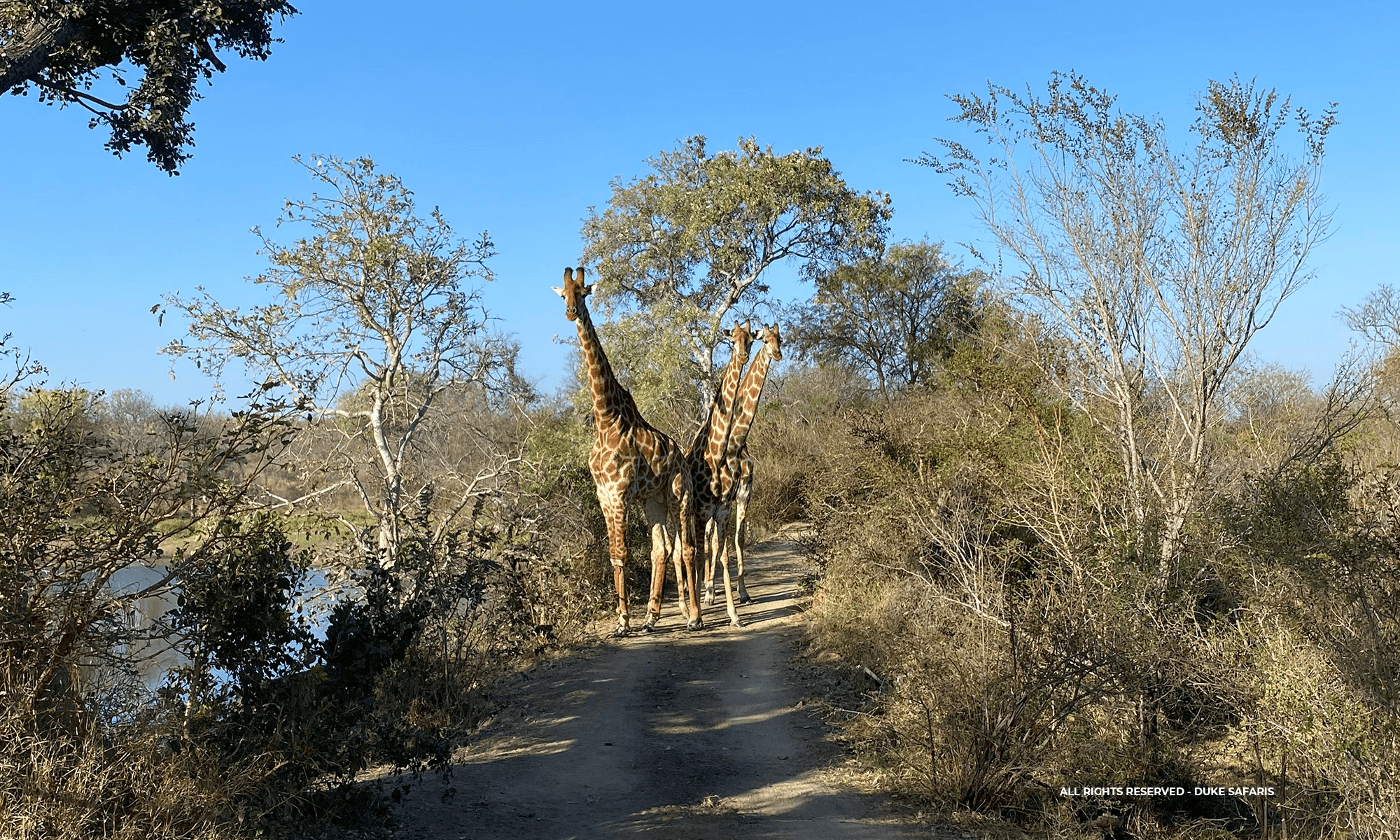 dukesafaris